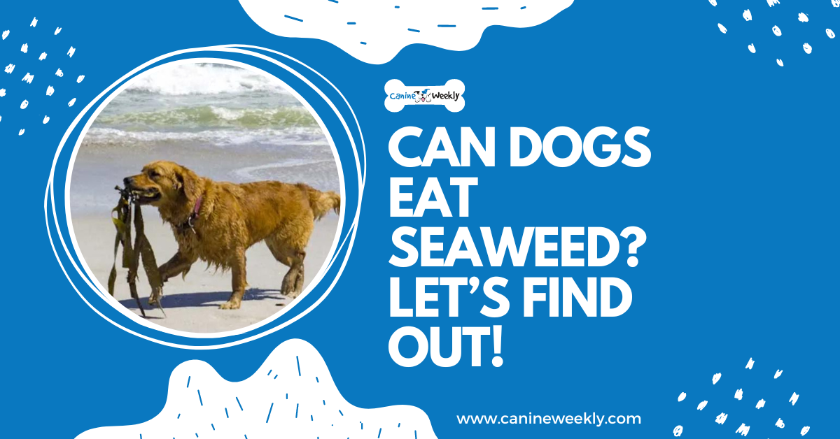 Can Dogs Eat Seaweed? Let’s Find Out!