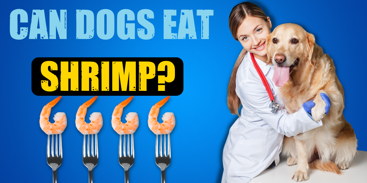 is boiled shrimp good for dogs