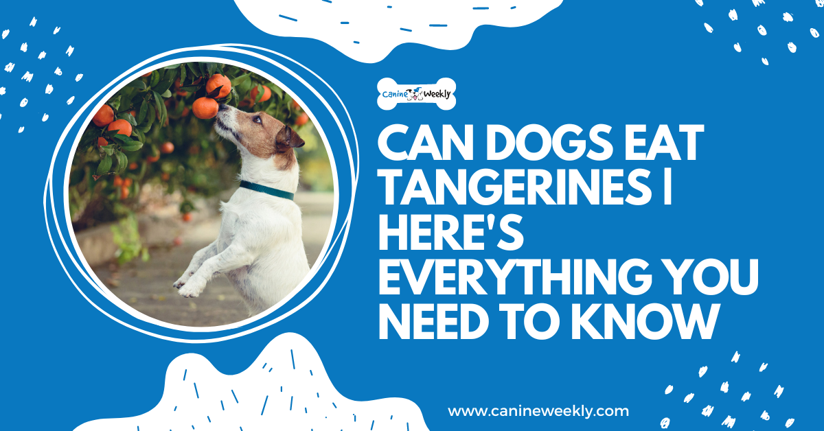 Can Dogs Eat Tangerines Here's Everything You Need to Know