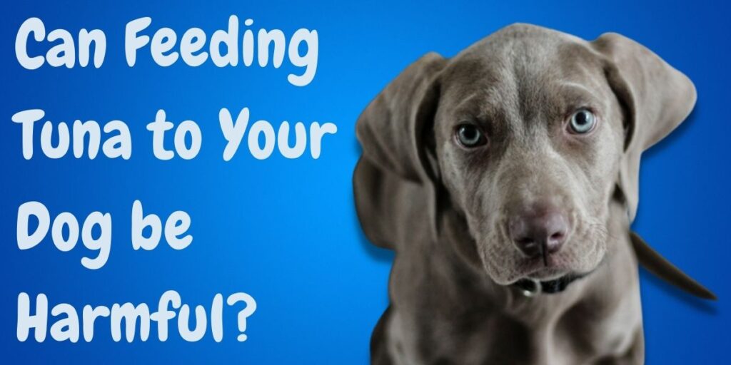 Can Feeding Tuna to Your Dog be Harmful