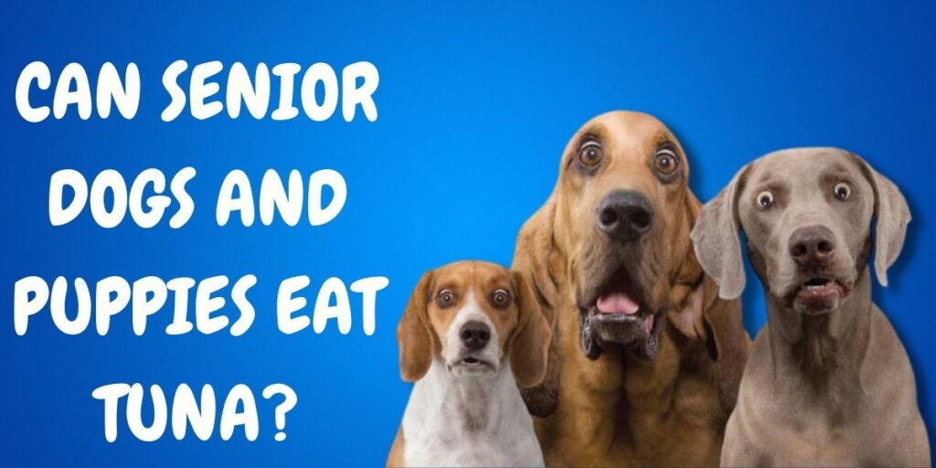 Can Senior Dogs and Puppies Eat Tuna
