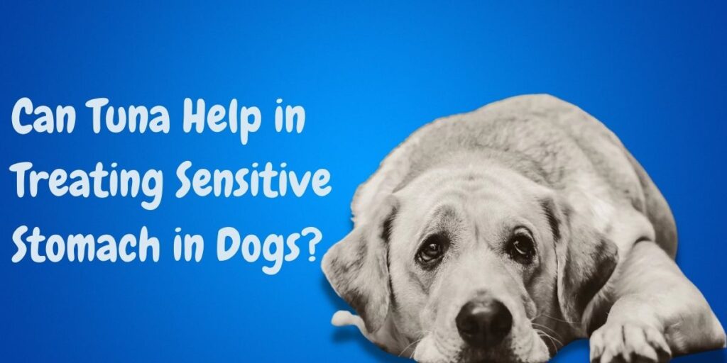 Can Tuna Help in Treating Sensitive Stomach in Dogs