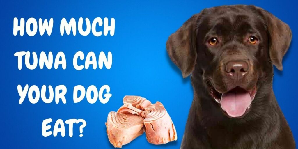 How Much Tuna Can Your Dog Eat