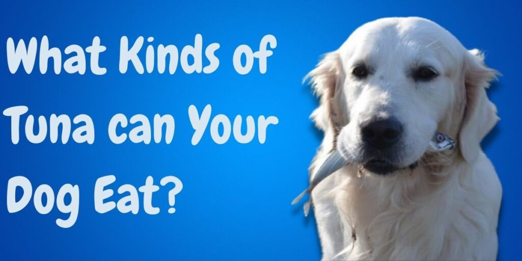 What Kinds of Tuna can Your Dog Eat