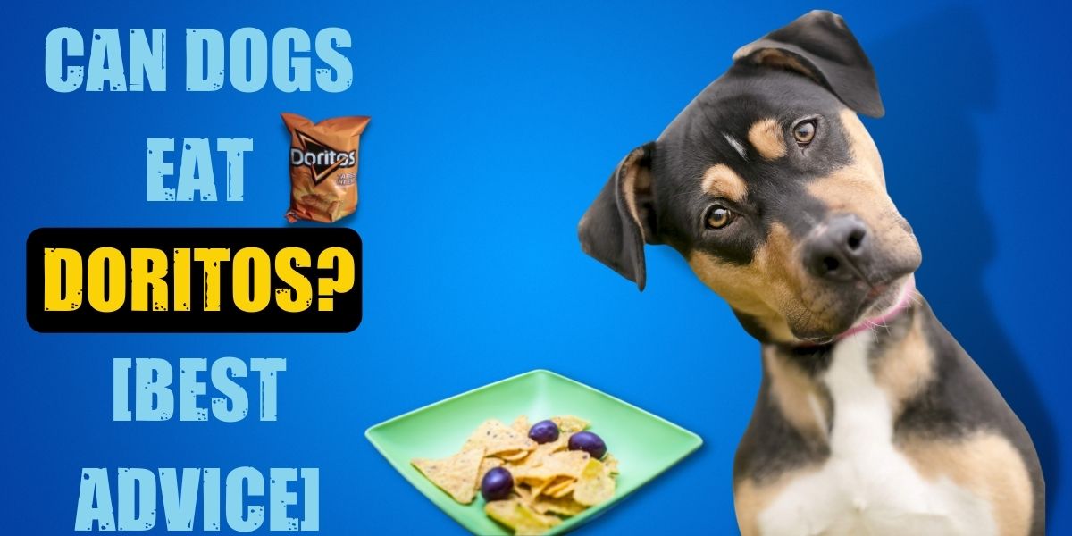 are doritos safe for dogs