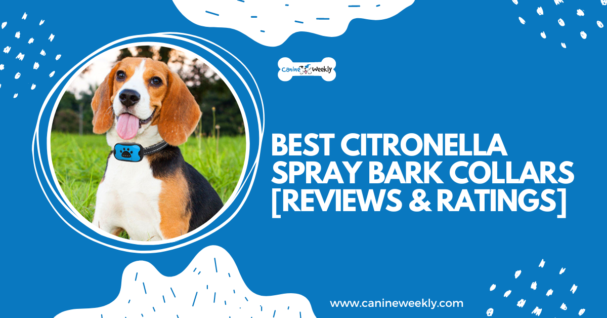7 Best Citronella Spray Bark Collars [Reviews & Ratings]