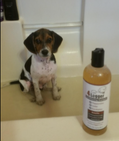 4-Legger Certified Organic Dog Shampoo