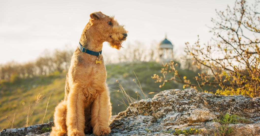 Airedale Terrier