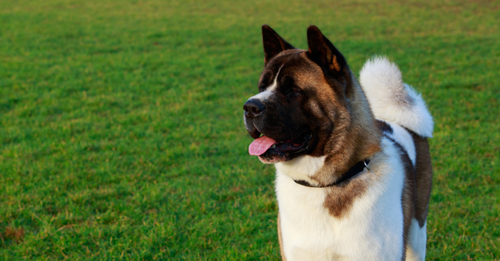 Apartment Dog Breed Restrictions