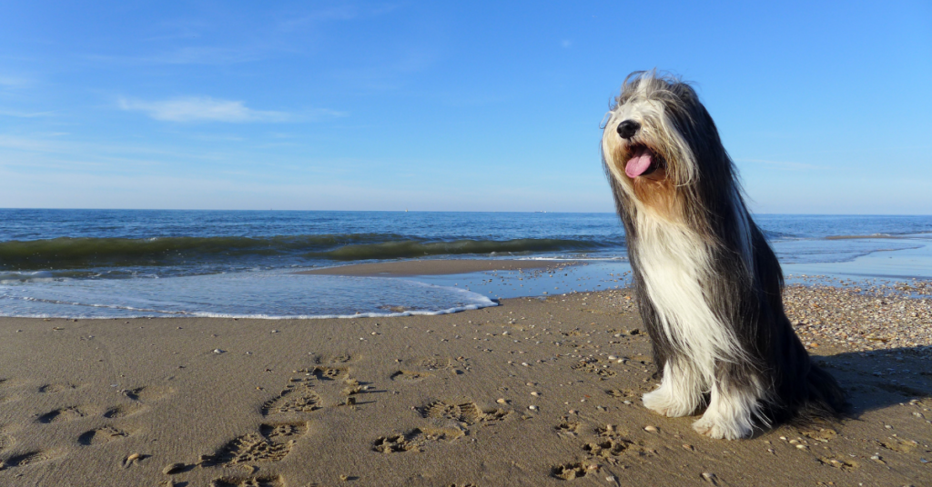 Bearded Collie