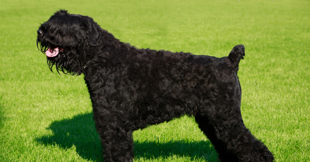 Black Russian Terrier