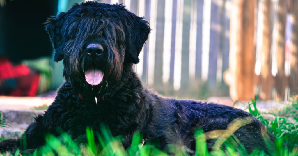 Bouvier des Flandres