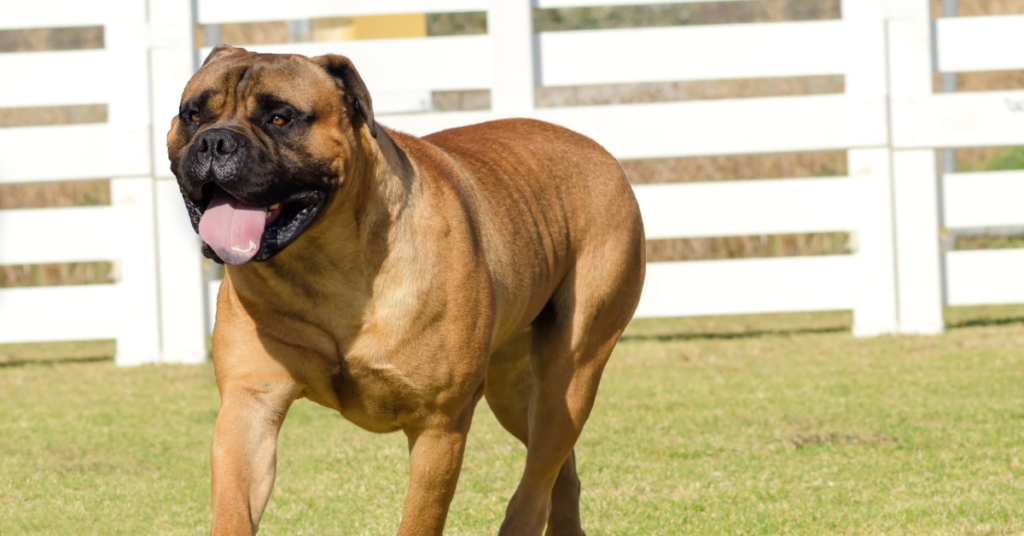 Bullmastiff