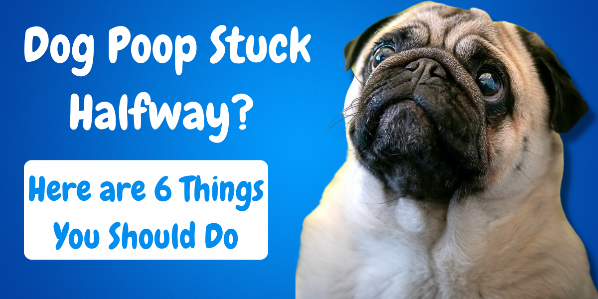 how to clean out stuck poop dog