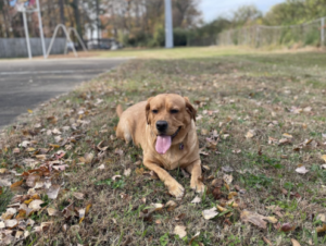Duffy loves Blue Buffalo Life Protection Formula - Lamb and Brown Rice Recipe