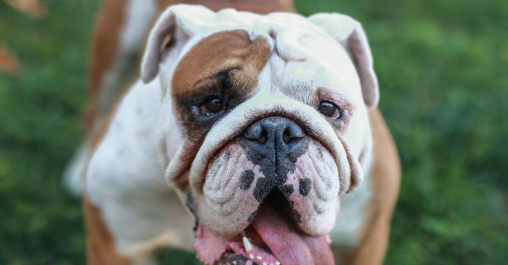 English Bulldog