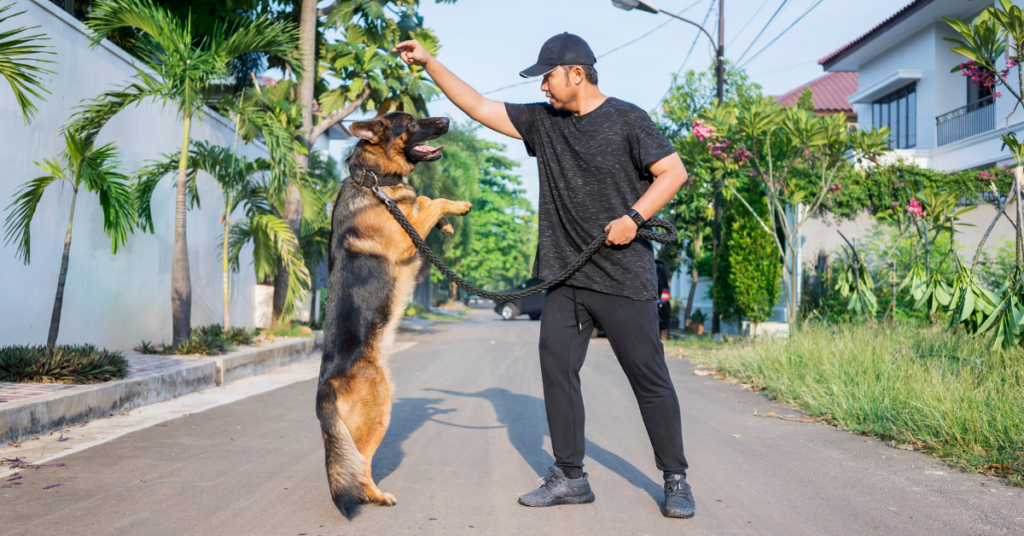 German Shepherds