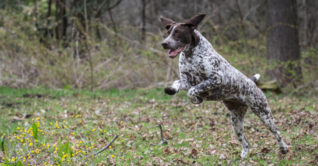 German Shorthair Pointers