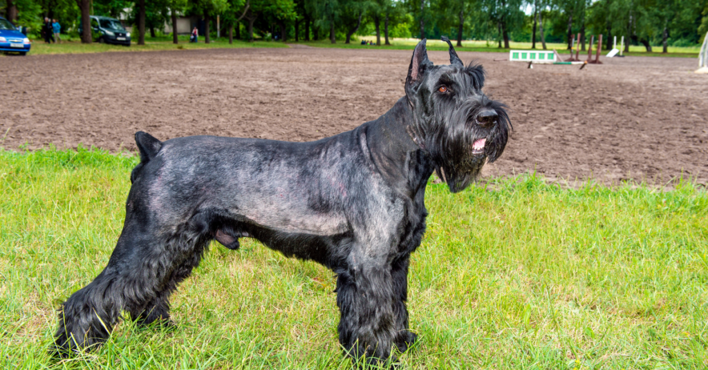 Giant Schnauzer