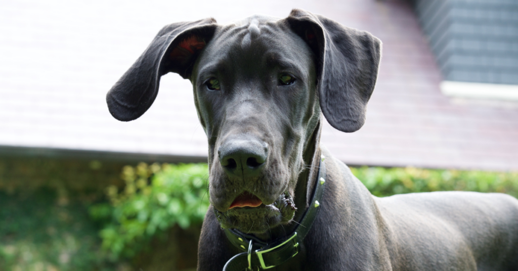 Great Dane