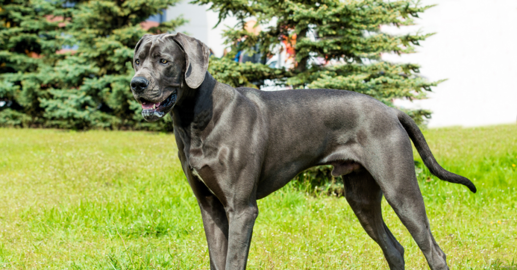 Great Dane