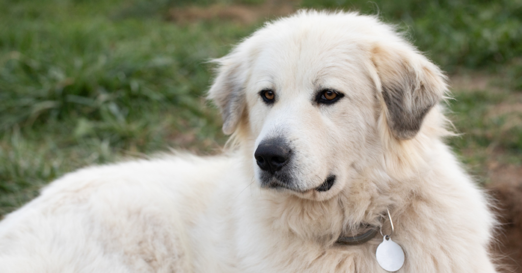 Great Pyrenees