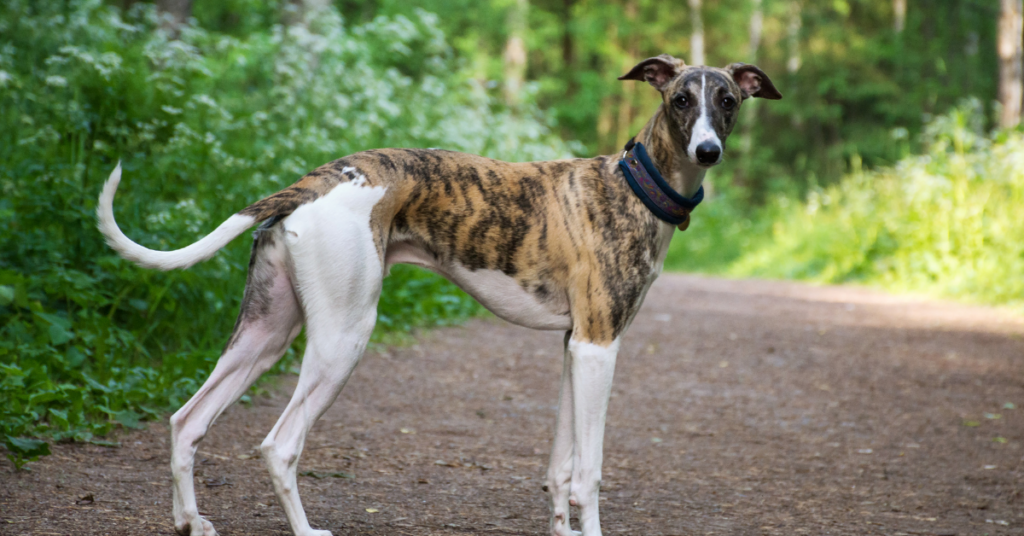 Greyhound