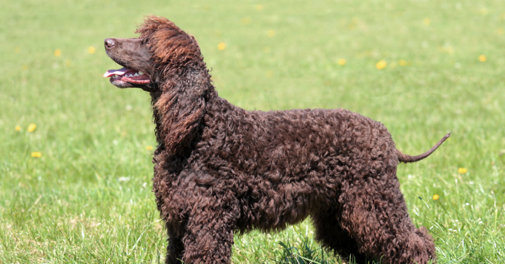Irish Water Spaniel
