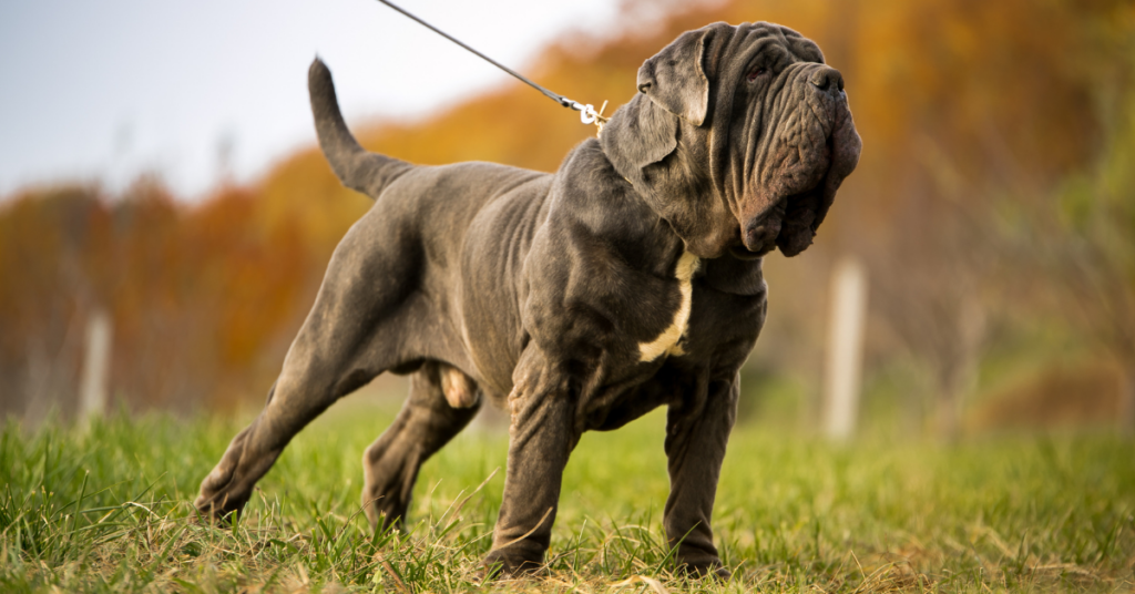 Mastiff