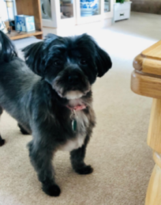 My Dog who uses Moosh Natural Dog Shampoo