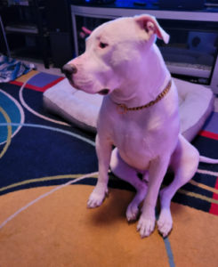 My american stafforshire loves Wellness CORE Grain Free Dry Dog Food