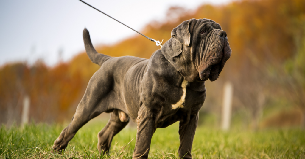Neapolitan Mastiff