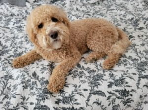 Our doodles gets curls using ResQ Organics Manuka Honey Pet Shampoo for Dogs