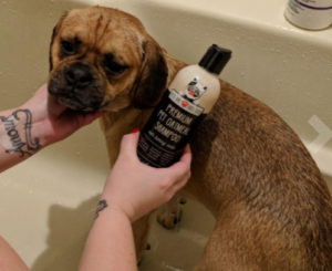 Pet Oatmeal Anti-Itch Shampoo & Conditioner In One is Approved by our Toby the puggle
