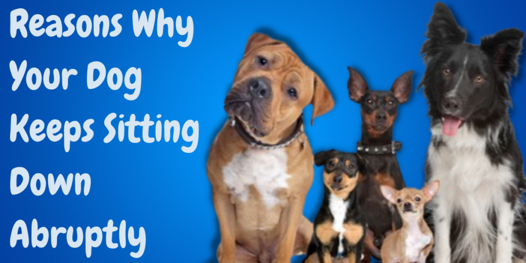 Why does my dog sit suddenly? Simple and Effective Tips – KeepingDog