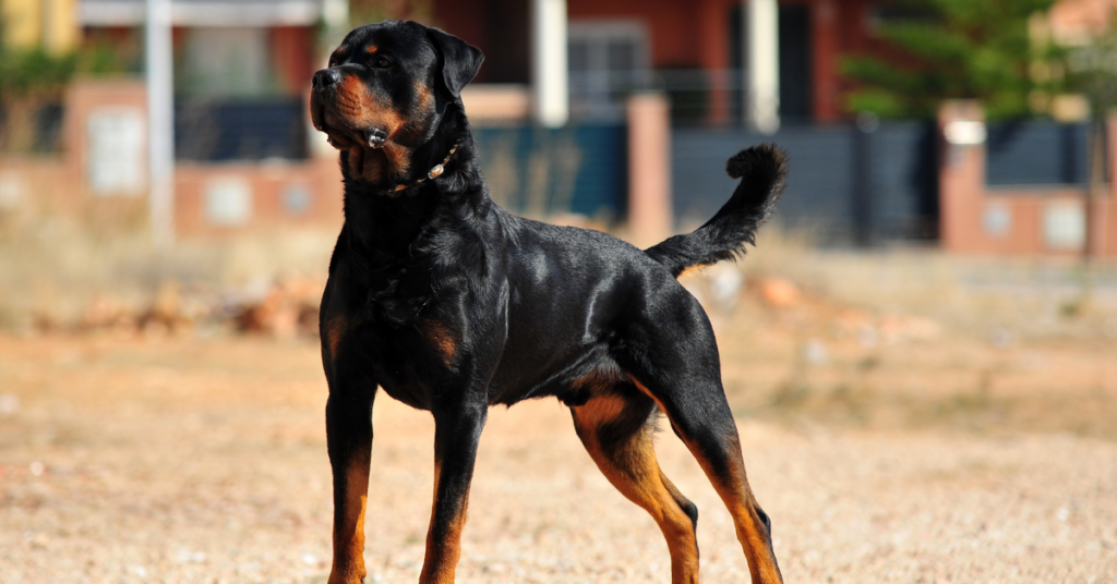Rottweiler