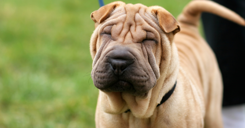 Shar-Pei