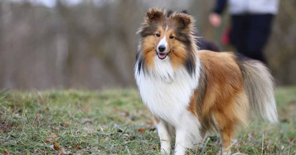 Shetland Sheepdog