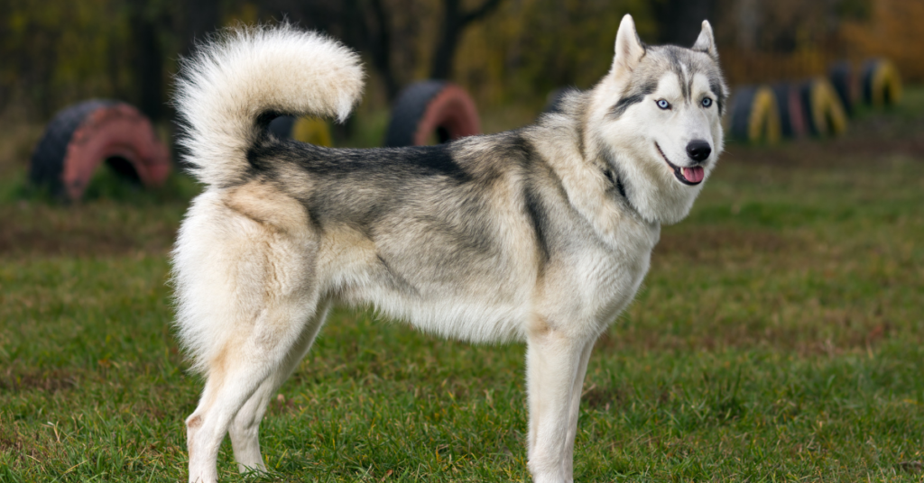 Siberian Husky