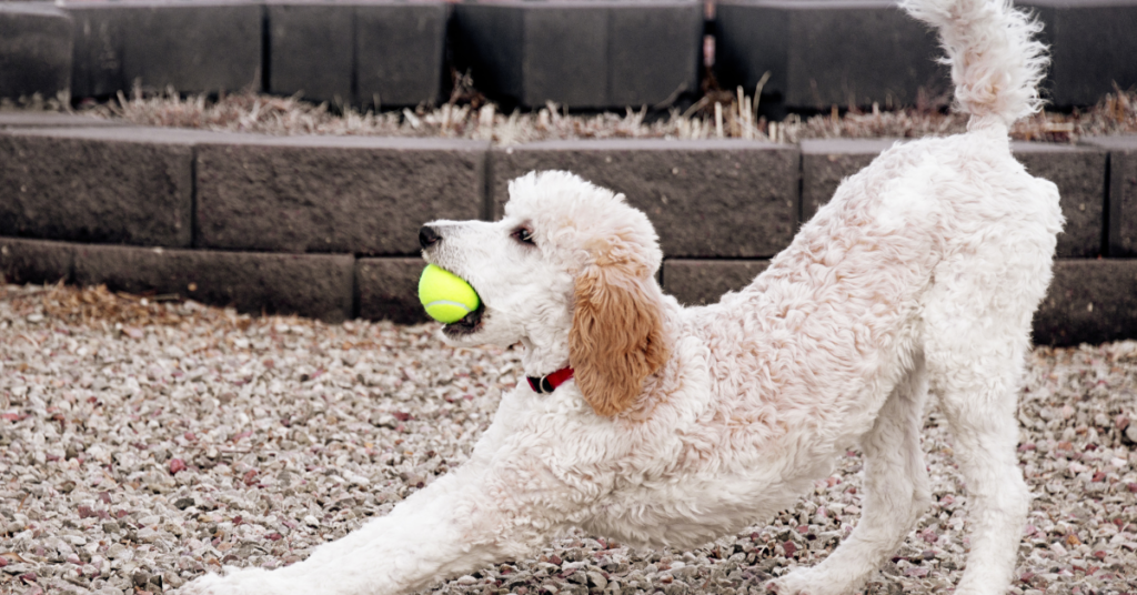 Standard Poodle