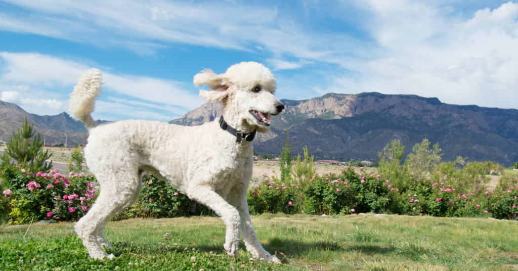 Standard Poodle