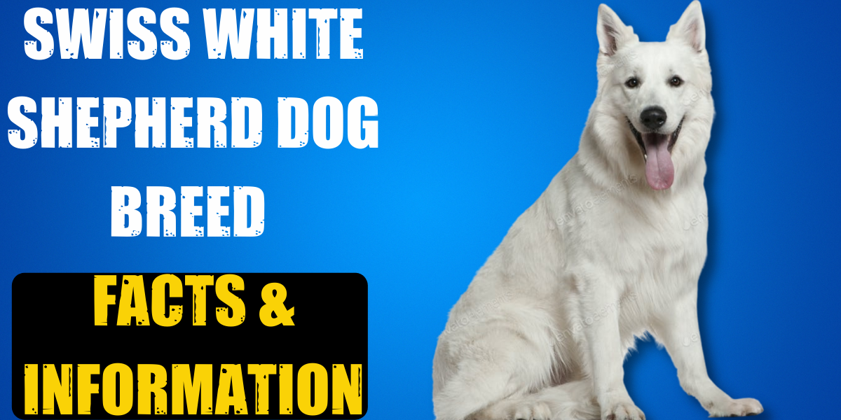 at what age is a white swiss shepherd dog full grown