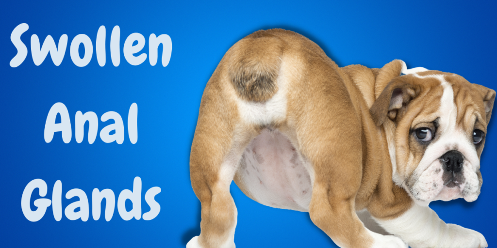 Why does my dog sit suddenly? Simple and Effective Tips KeepingDog