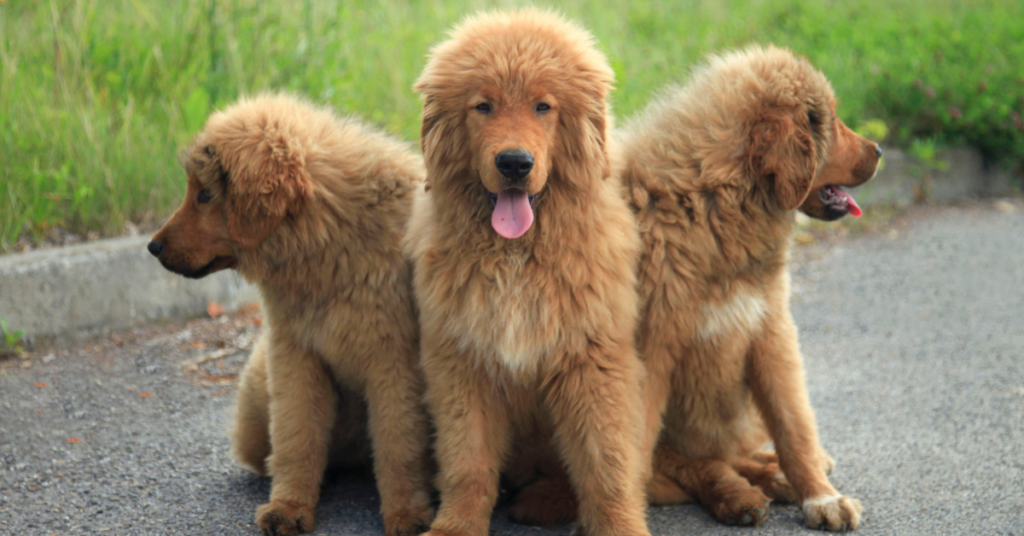 Tibetan Mastiff