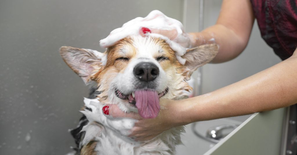 Tips for Cleaning Up Shedding from Big Dogs