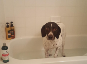 Vet’s Best Hypo-Allergenic Dog Shampoo for Sensitive Skin helped our short hair german