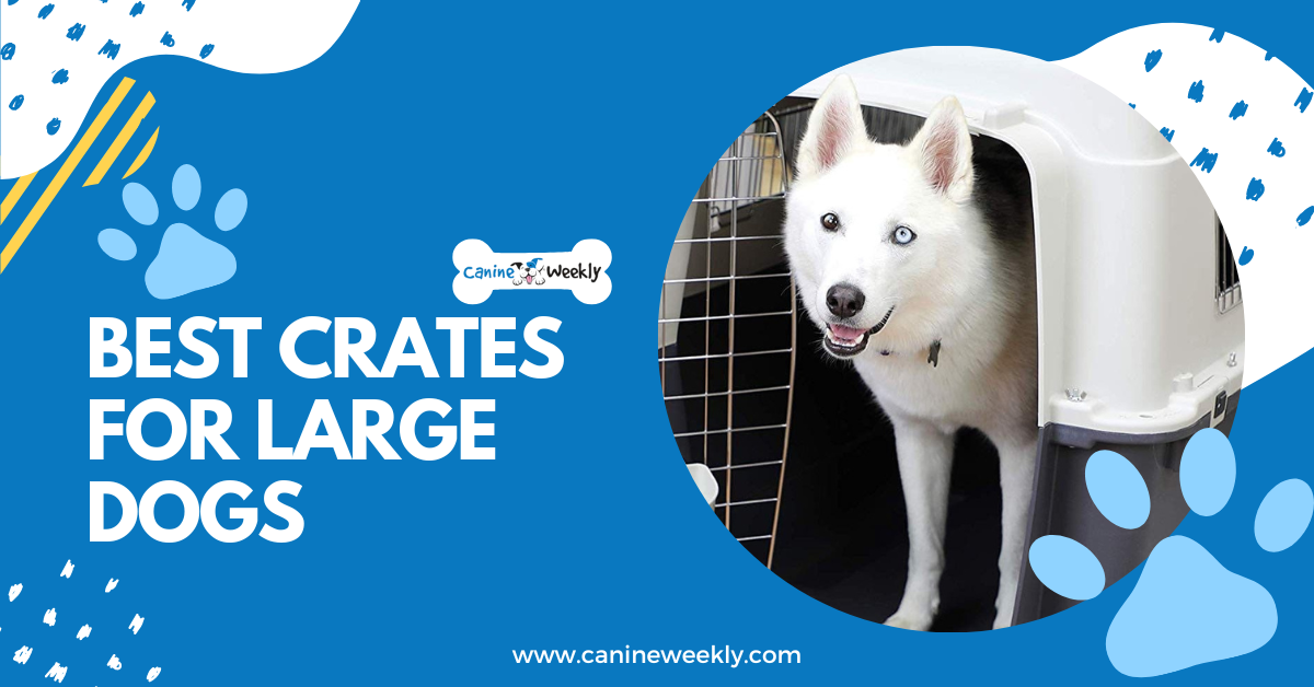 5 Best Crates for Large Dogs in 2023 (Reviews and Guide)