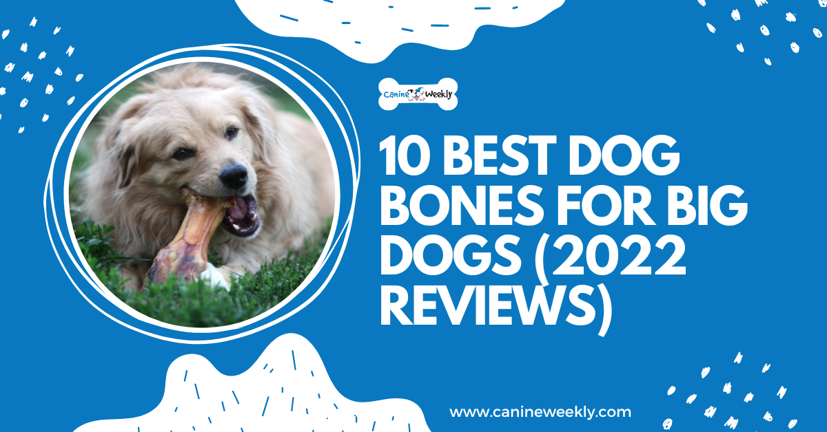 10 Best Dog Bones for Big Dogs (Reviews, FAQ & More!)