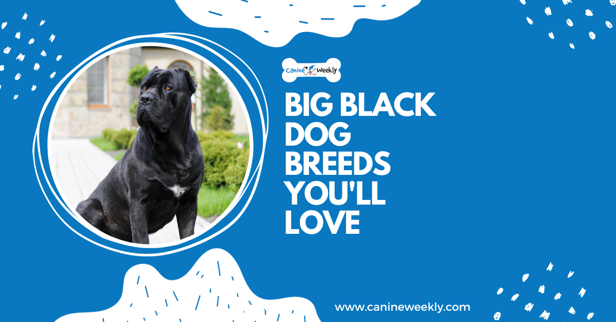 10 Big Black Dog Breeds You'll Love Canine Weekly