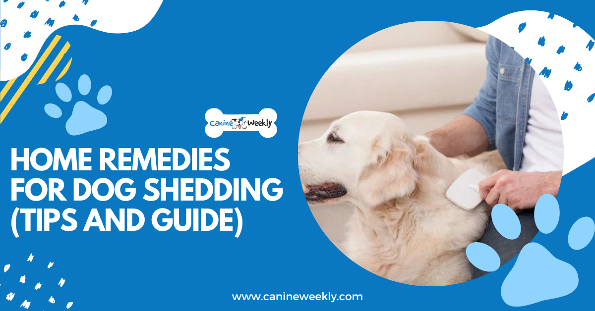 What Helps With Dogs Shedding